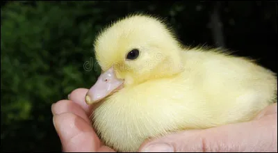 Lequel est un dendrocygne veuf ?