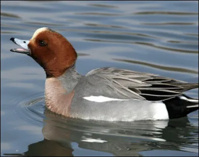 Quel est le poids du canard chipeau ?