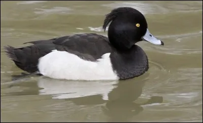 Quel est le poids de la harle piette ?