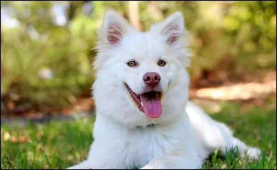 Comment un chien montre-t-il qu’il est heureux ?