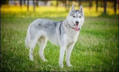 Quelle est la durée de vie des chiens ?