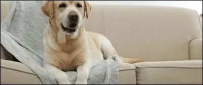 Pour que ton chien soit bien dressé, quand il monte sur le canapé, il faut :