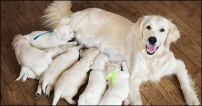 Combien de temps dure la gestation d’une chienne ?