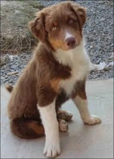 Quel âge a ce chiot ?