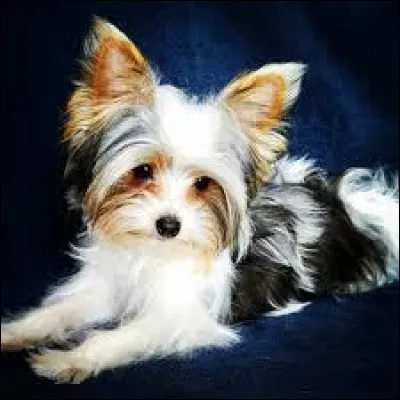 Comment une chienne punit-elle ses petits ?