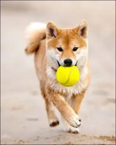 Comment un chien t’invite-t-il à jouer ?