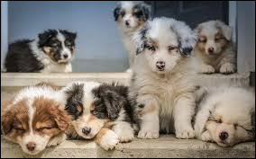 Quiz Chiens