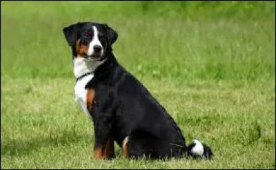 Quelle est cette race de chien ?