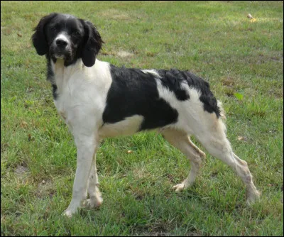 Quelle est cette race de chien ?