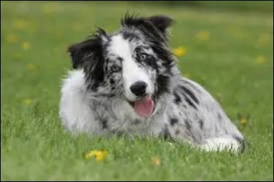 Quel est cette race de chien ?