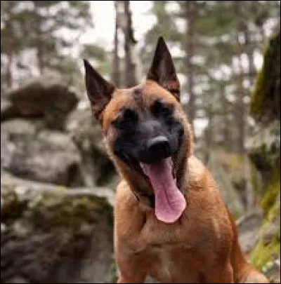 Quelle est cette race de chien ?