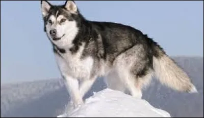 Quelle est la race de ce chien ?