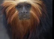 Test Quel animal es-tu ?