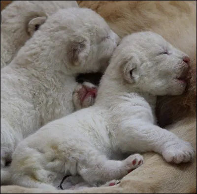 Si tu &eacute;tais un animal, tu vivrais�