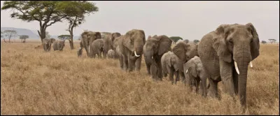 Combien as-tu d�amis ?