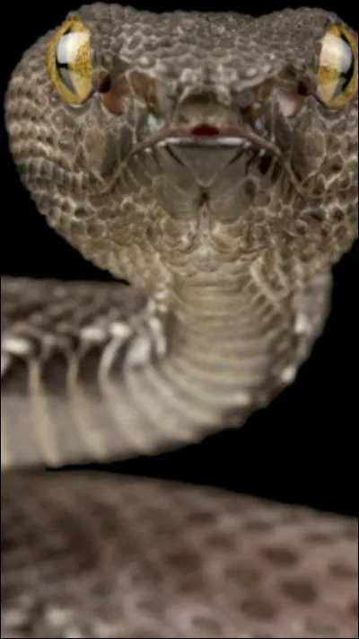 À quoi cette image te fait-elle penser ?