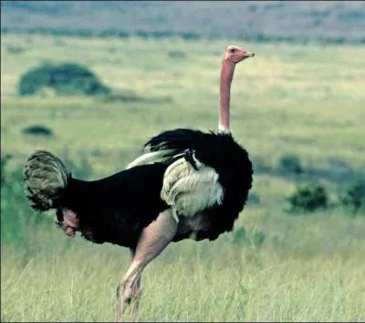 Comment s'appelle cet animal ?