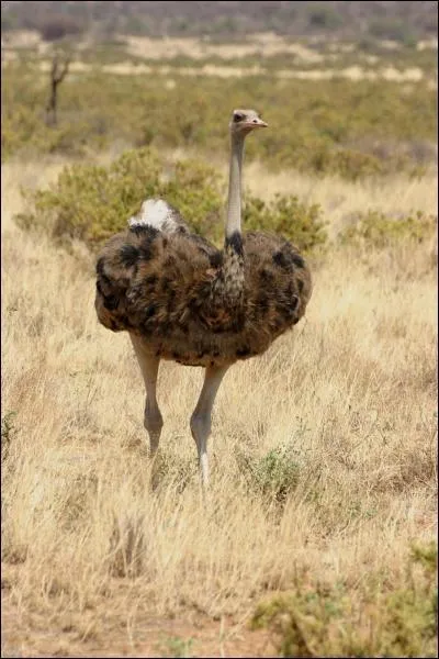 Comment s'appelle cet animal ?