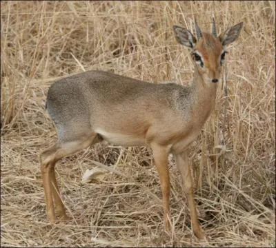 Comment s'appelle cet animal ?