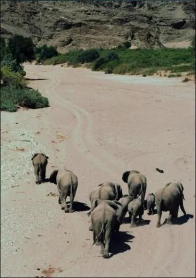 Comment s'appelle cet animal ?