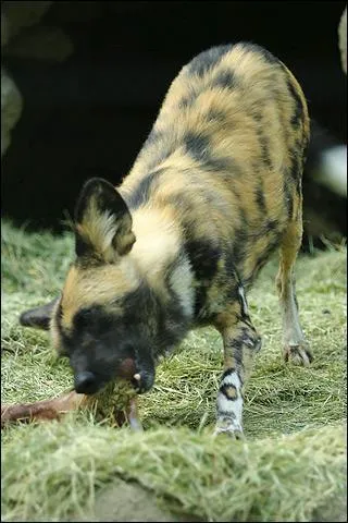 Comment s'appelle cet animal ?