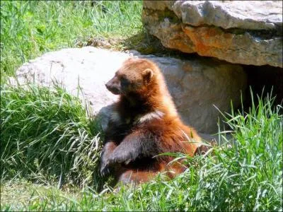 Comment s'appelle cet animal ?