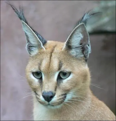 On peut aussi l'appeler ...