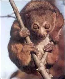 Comment s'appelle cet animal ?