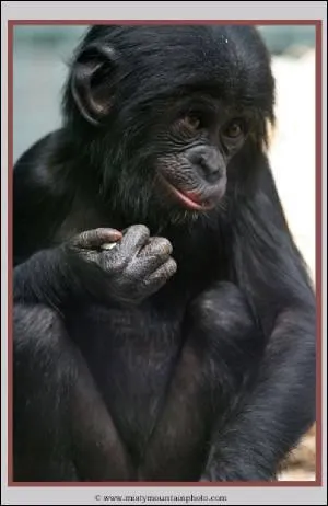 Comment s'appelle cet animal ?