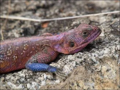 Est-ce un mle ou une femelle ?