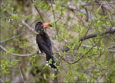 Comment s'appelle cet animal ?