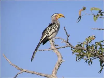 Comment s'appelle cet animal ?