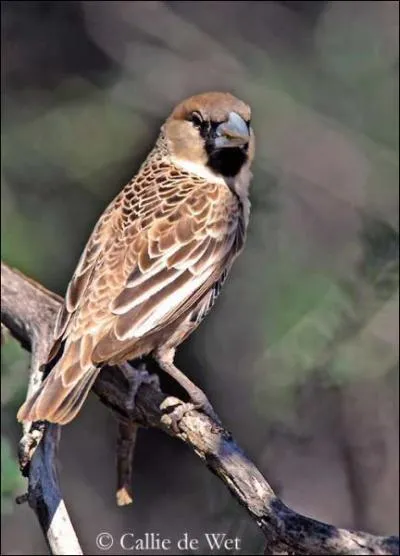 Comment s'appelle cet animal ?