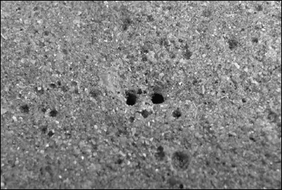 Quel coquillage peut-on repérer dans le sable par les deux trous cote à cote qu'il fait pour respirer ?