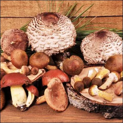 Lequel de ces champignons est comestible ?