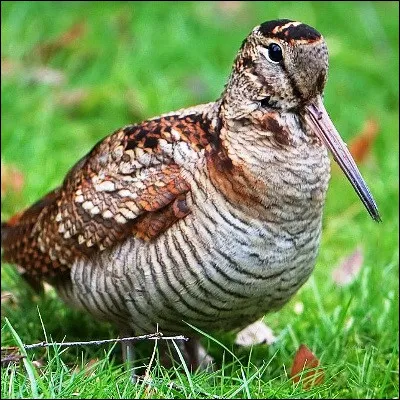 Quel oiseau de la famille des scopolacin&eacute;es se caract&eacute;rise par un bec tr&egrave;s long, droit et pointu ?