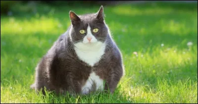 Le MJ te propose de participer à un JDR sur des chats ninjas, mangeurs de tartes au citron, que réponds-tu ?