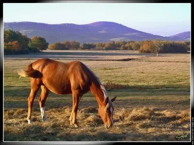 Quel est le nom savant du cheval ?