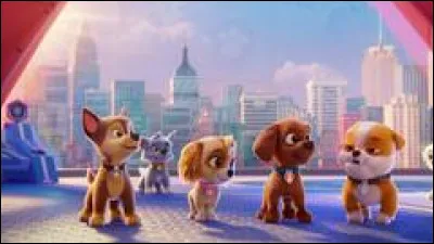 Quel chiot veut être le premier à shabiller et se retrouve avec le mauvais équipement ?