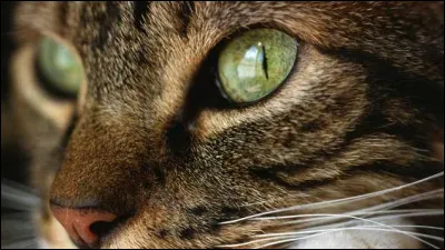 Ses yeux ... nous regardaient fixement. Le félin était toujours aussi étonné.