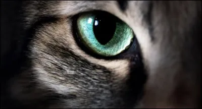 La curiosité de ce chat aux yeux ... est un vilain défaut.