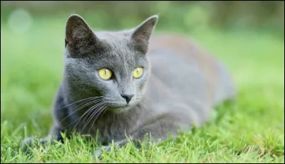 La lumière du soleil faisait briller les poils ... du matou.