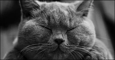 Sa truffe et ses pupilles ... lui donnaient un charmant petit visage.