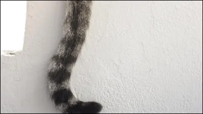 Sa queue ... battait lair, il commençait à sénerver.