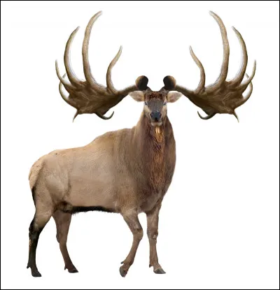 Quelle est cette créature ?