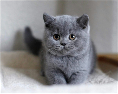 Comment dit-on chaton en anglais ?