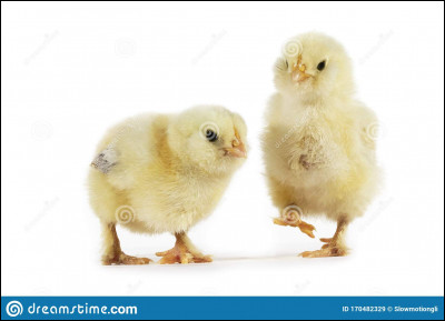 Comment dit-on poussin en anglais ?