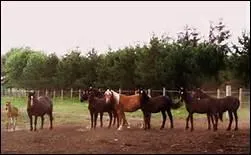 Comment appelle-t-on les 'chaussettes blanches' des chevaux ?