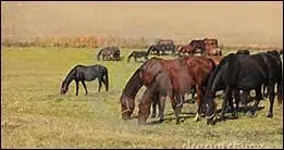Pourquoi met-on un bloc de sel  porte des chevaux ?