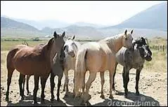 Pourquoi doit-on ferrer les chevaux ?